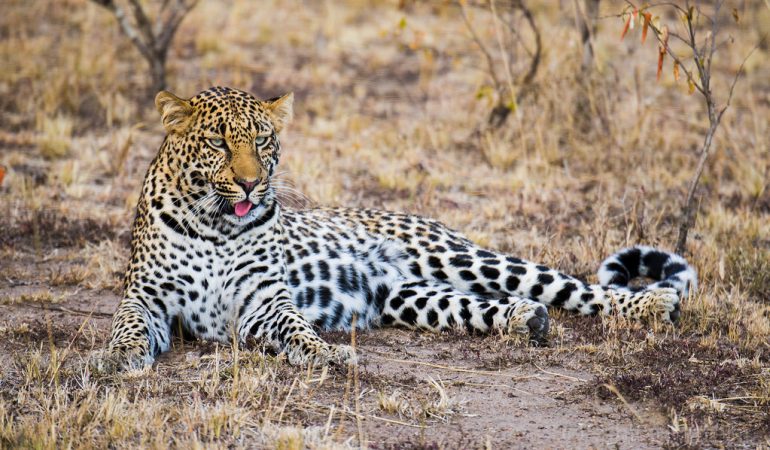 leopard safaris