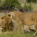 lion safaris
