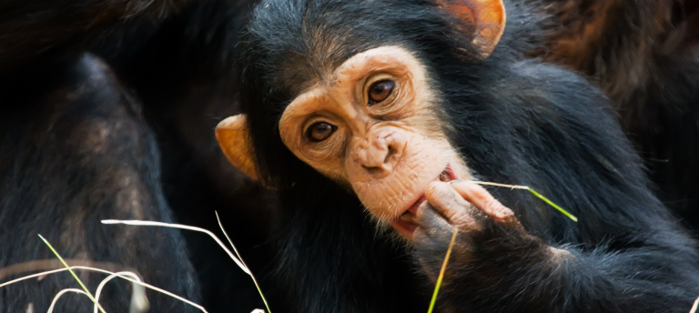 4 Days Mahale Mountains Chimpanzee Safari Tanzania