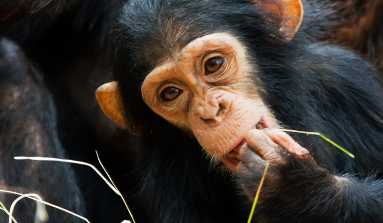 mahale mountains chimpanzee