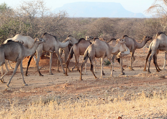 Marsabit Safari Kenya