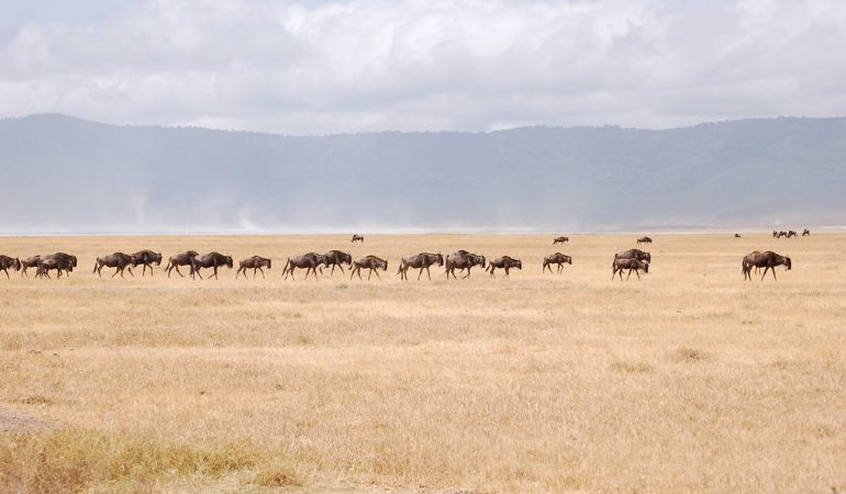 migration safaris