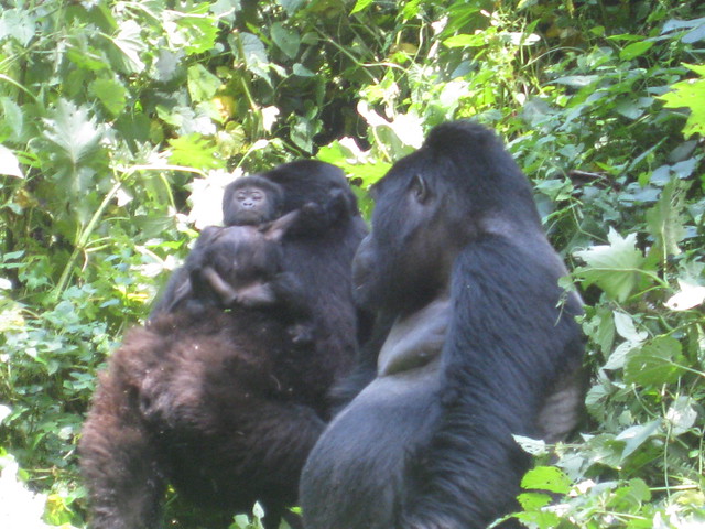 mountain gorilla family