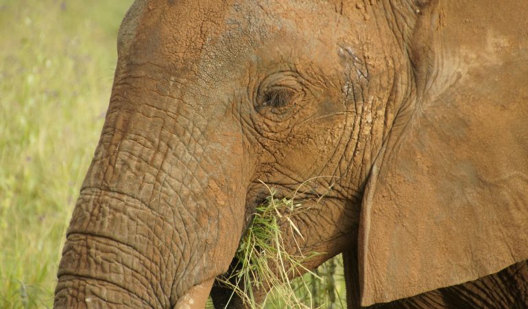 murchison falls elephant