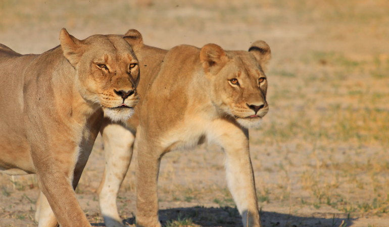namibia lions