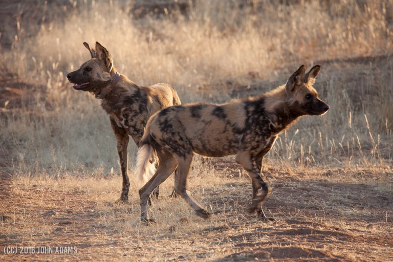 5 Day Safari Namibia