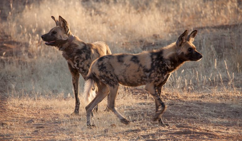 namibia wild dog
