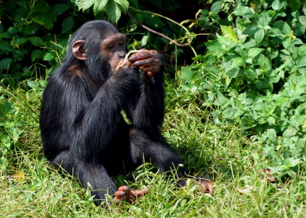 ngamba chimpanzee