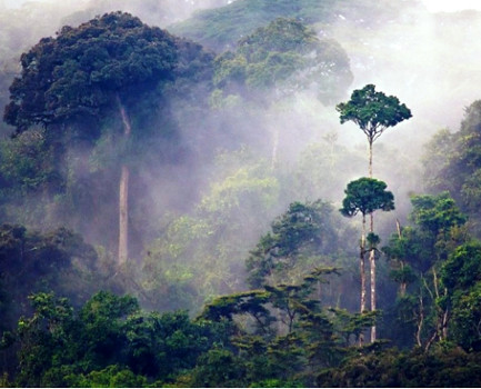 Nyungwe Forest