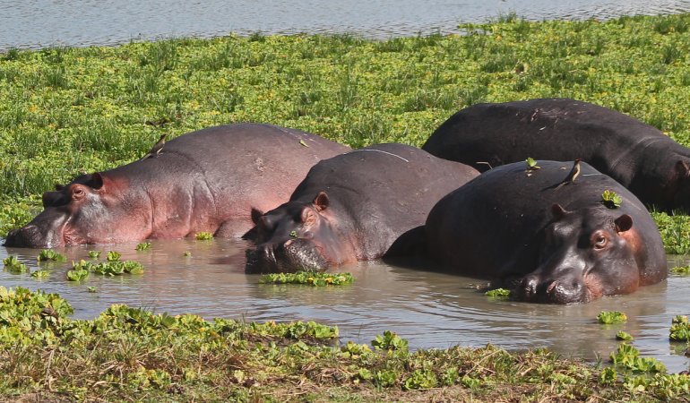 okavango safari tours