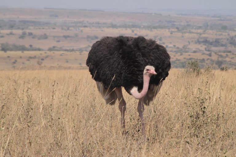 9 Days Birding Adventure Tanzania