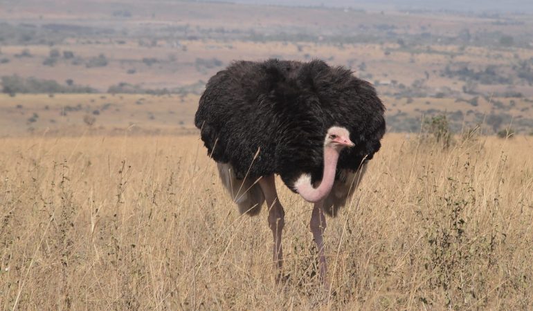 ostrich birding africa