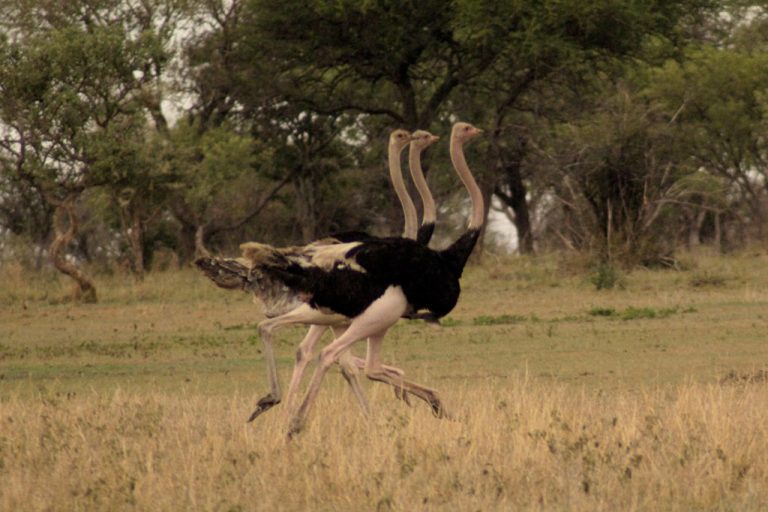 27 Days Birding in Tanzania