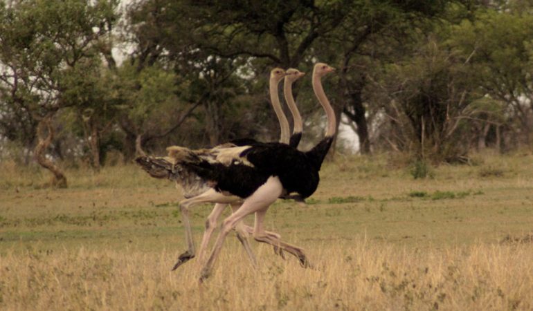 ostritch birding