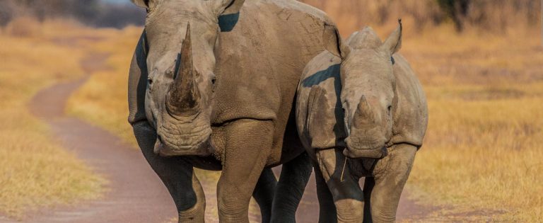 5 Days Big 5 Animals & Gorilla Trekking in Uganda