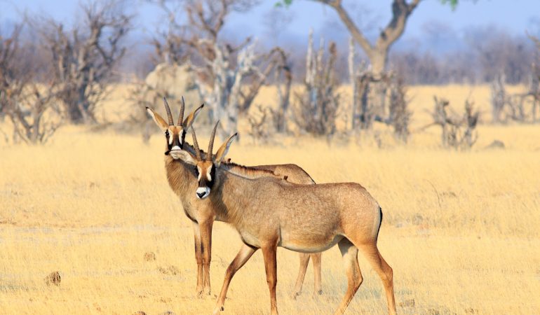 roan antelope africa
