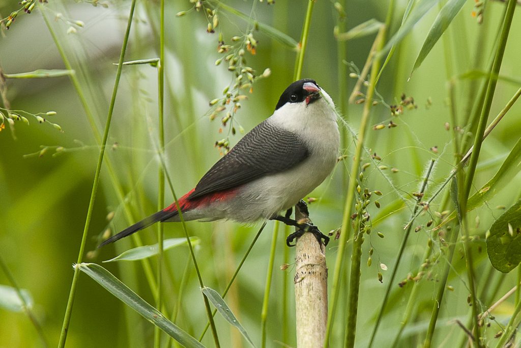 rwanda-birding