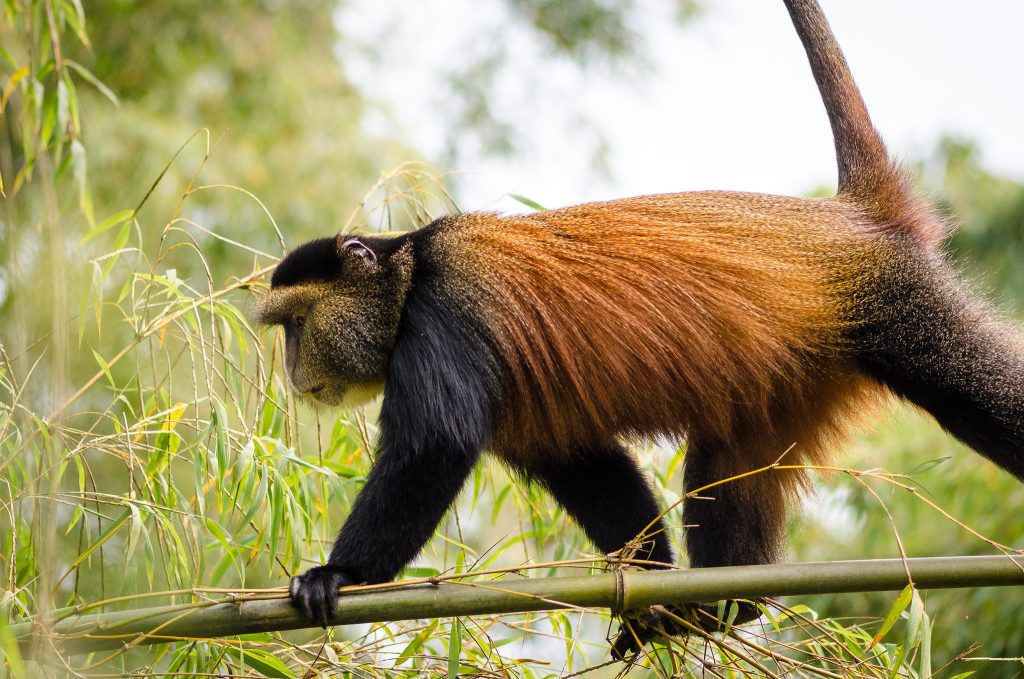 rwanda-golden-monkey-trek