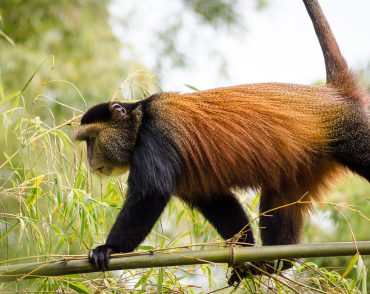 rwanda-golden-monkey-trek