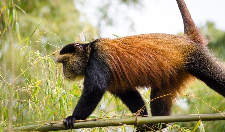 rwanda-golden-monkey-trek