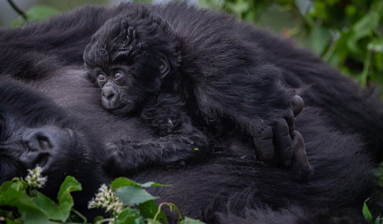 rwanda-gorilla-trekking