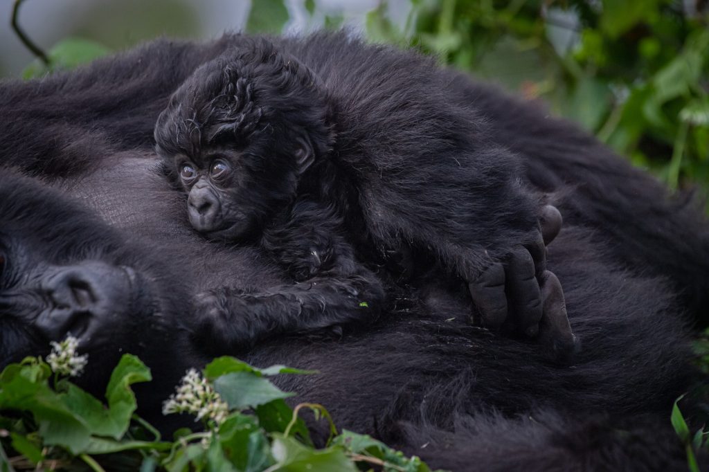 rwanda-gorilla-trekking