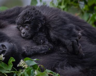 rwanda-gorilla-trekking