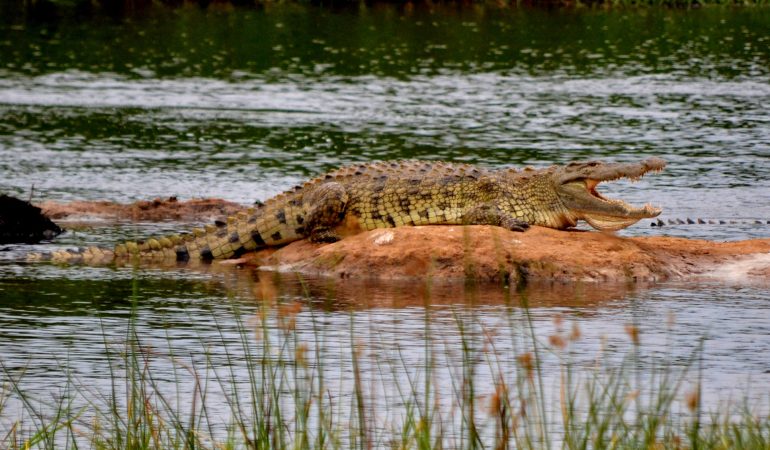 rwanda tours and safaris