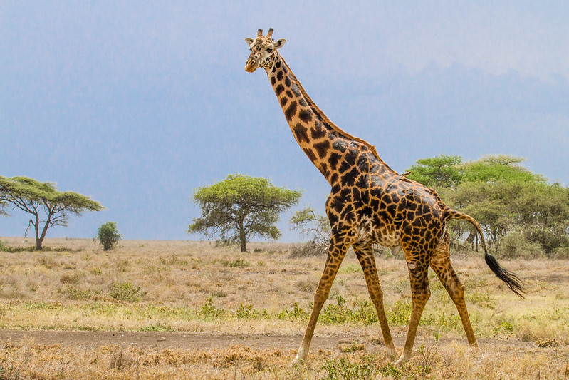 Wildlife safari in Akagera National Park