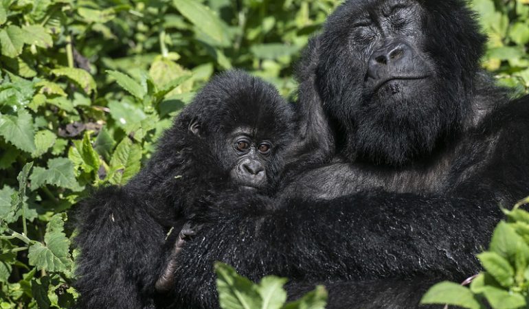 Rwanda Safaris