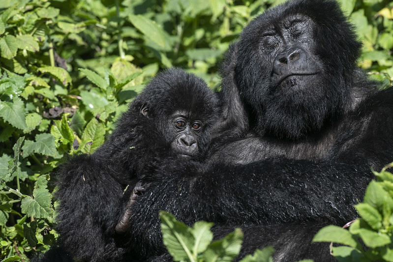 rwanda gorilla tours