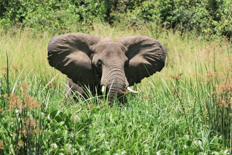 8 day Kenya Wildlife Big Five Safari