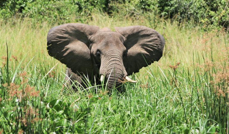 safari adventure africa
