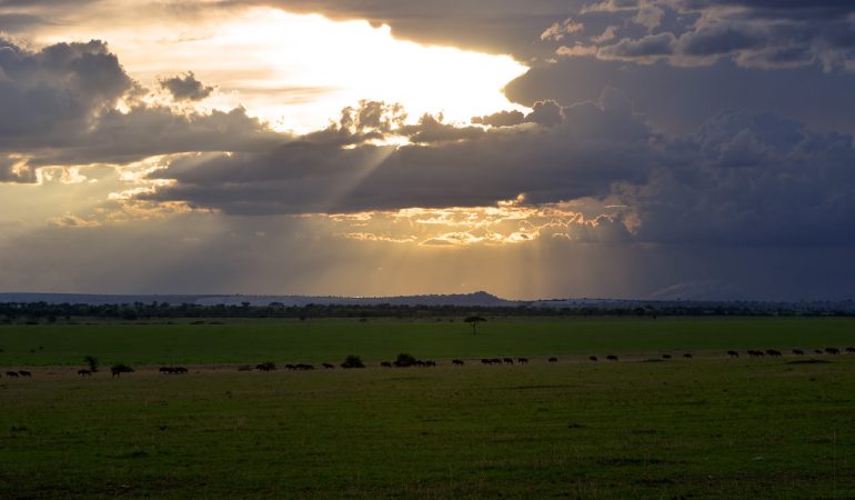 safari and tours in africa