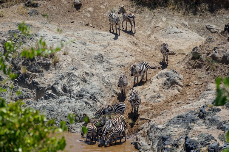 5 Day Safari in Tanzania Adventure