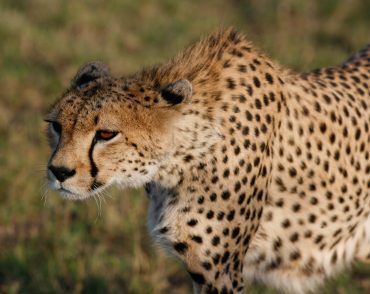 safaris and tours