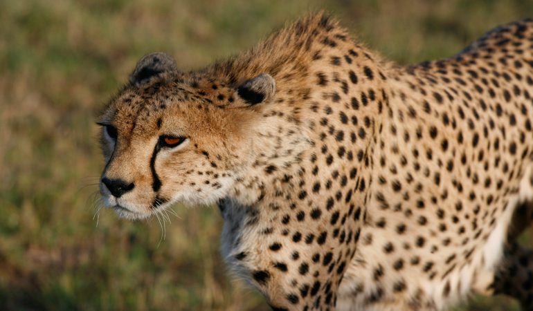 safaris and tours