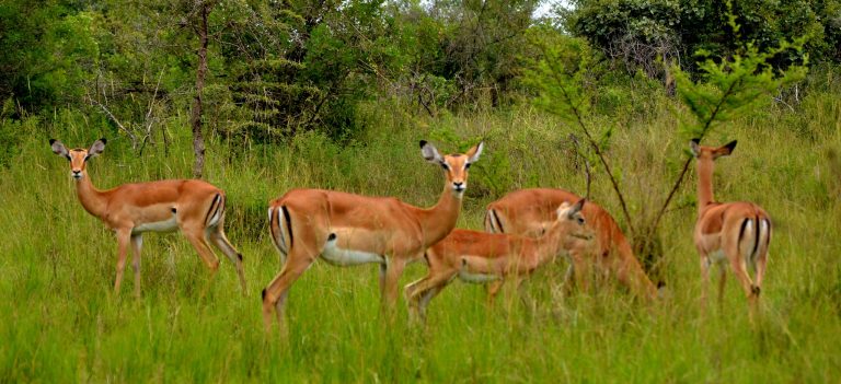 8-Day Ideal Uganda Senior Tour Itinerary