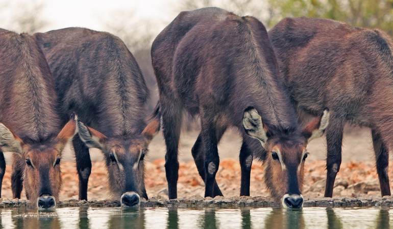 safaris in zambia