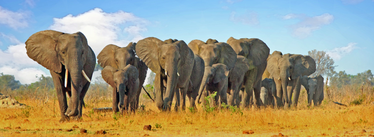 8 Day Safari Zimbabwe