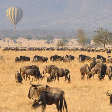 12 Days Best Of Kenya With Wildebeest Migration Safari