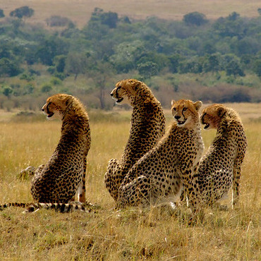 Tanzania Photo Safari