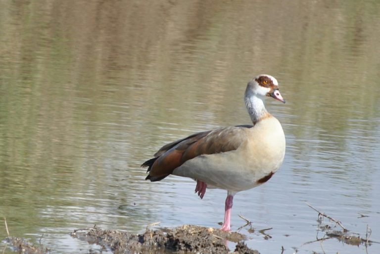 17 Days Birding Tour Tanzania