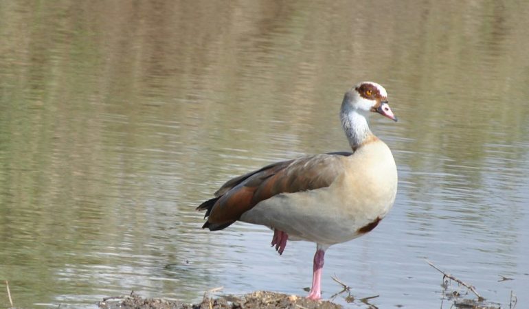 serengeti birds