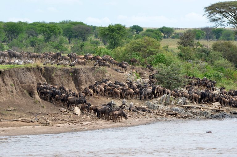 4 Day Masai Mara Wildbeest Migration Safari Kenya