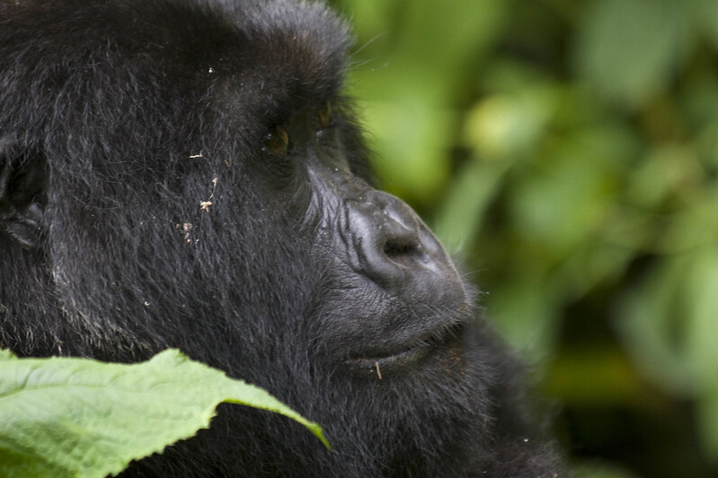 silverback rwanda gorilla