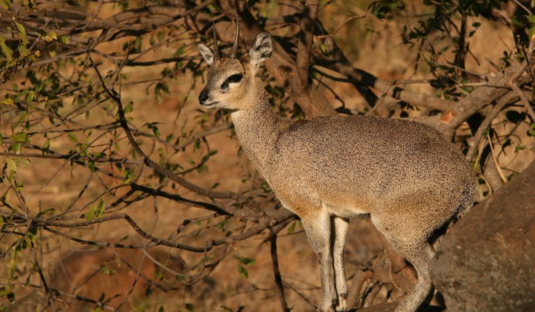 south africa safaris