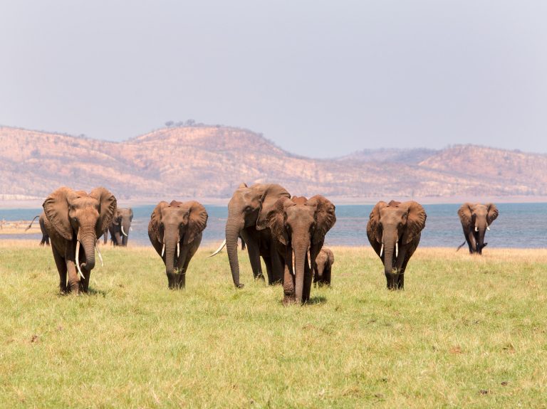 9 Day Safari in South Africa