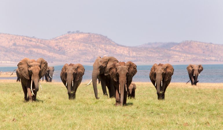 southern african elephants