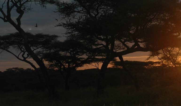 tanzania honeymoon safari